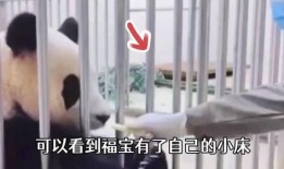 福宝爷爷爆料福宝视频,福宝视频背后的精彩故事